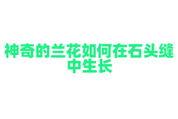 神奇的兰花如何在石头缝中生长？