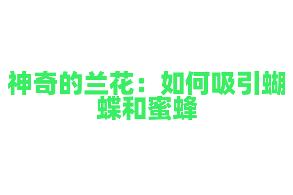 神奇的兰花：如何吸引蝴蝶和蜜蜂
