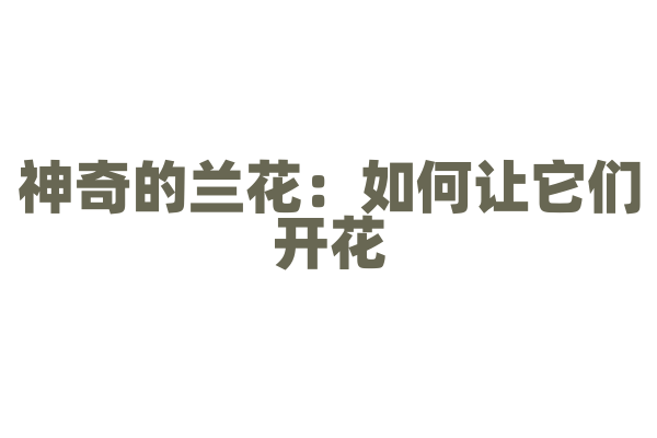 神奇的兰花：如何让它们开花