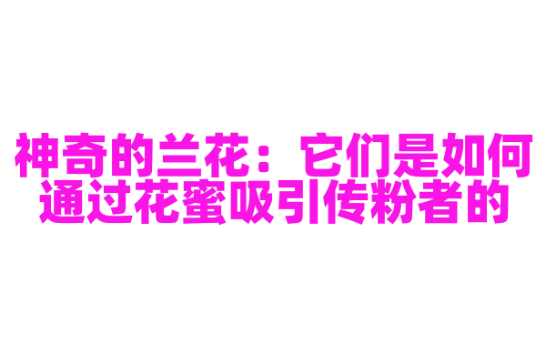 神奇的兰花：它们是如何通过花蜜吸引传粉者的？