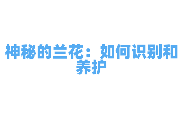 神秘的兰花：如何识别和养护