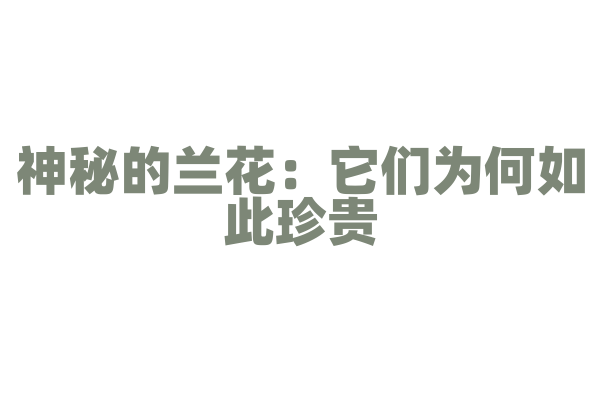 神秘的兰花：它们为何如此珍贵？