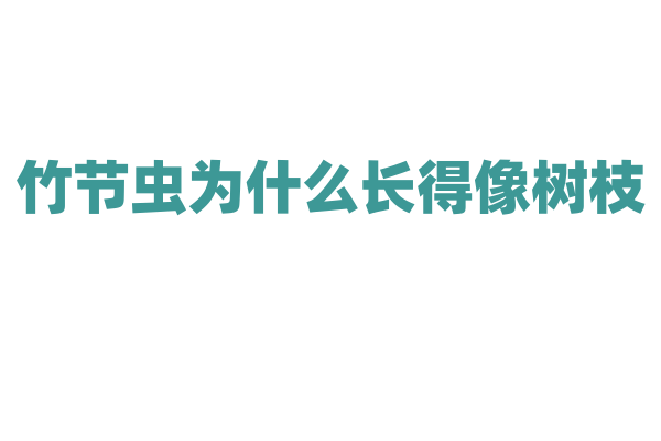 竹节虫为什么长得像树枝？