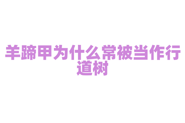 羊蹄甲为什么常被当作行道树，它的景观价值和生态功能有哪些？
