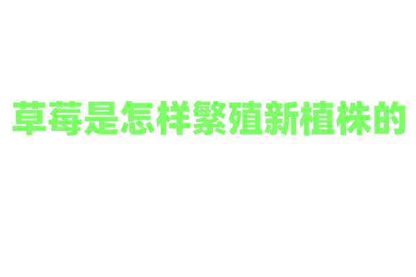 草莓是怎样繁殖新植株的