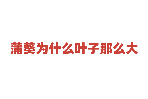 蒲葵为什么叶子那么大，大叶子对它的生存有什么意义？