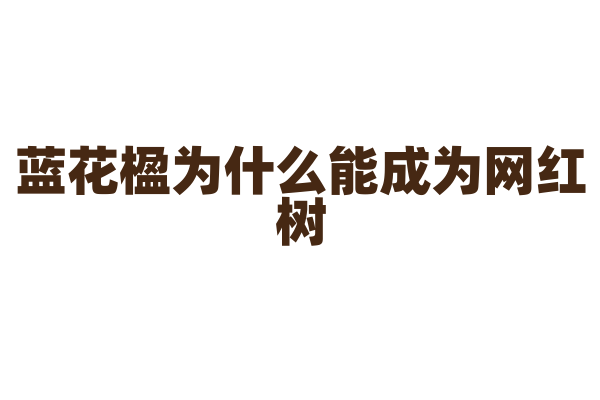 蓝花楹为什么能成为网红树，它的观赏价值和文化内涵有哪些？