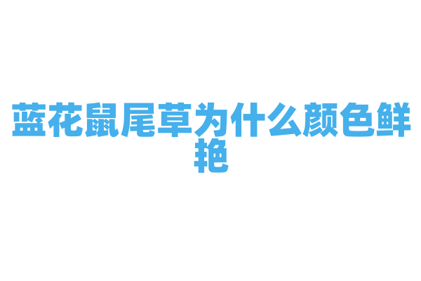 蓝花鼠尾草为什么颜色鲜艳，它的色素种类和合成调控因素是什么？