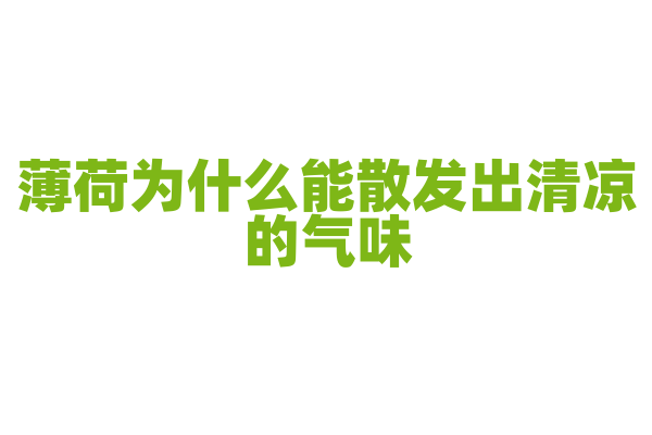 薄荷为什么能散发出清凉的气味