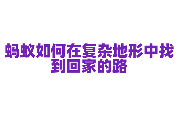 蚂蚁如何在复杂地形中找到回家的路？