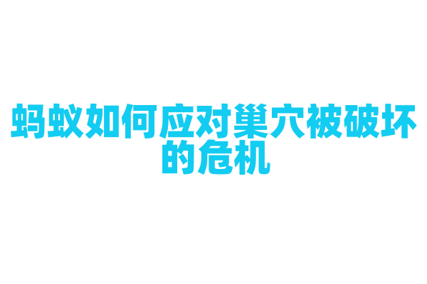 蚂蚁如何应对巢穴被破坏的危机？