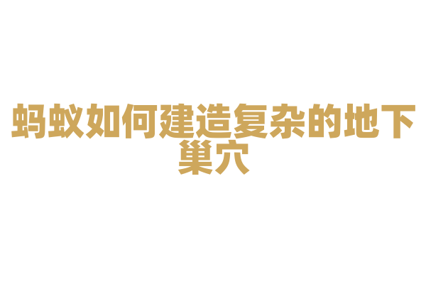 蚂蚁如何建造复杂的地下巢穴？