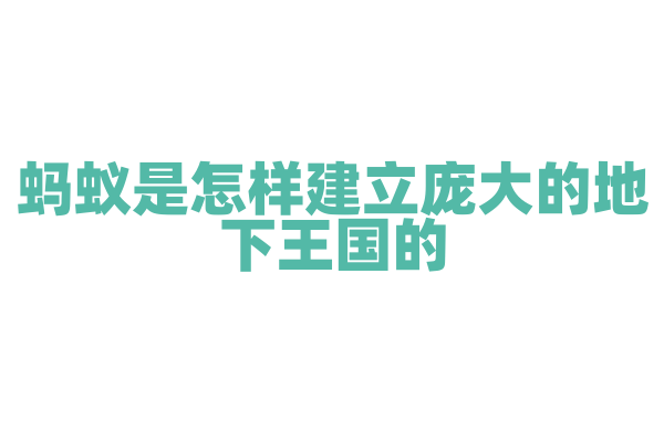 蚂蚁是怎样建立庞大的地下王国的