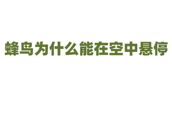 蜂鸟为什么能在空中悬停？