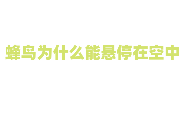 蜂鸟为什么能悬停在空中，它的飞行原理和翅膀结构有什么特点？