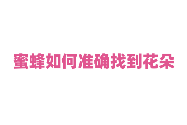 蜜蜂如何准确找到花朵