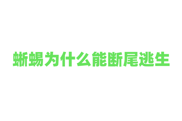 蜥蜴为什么能断尾逃生，它的尾巴再生过程是怎样的？
