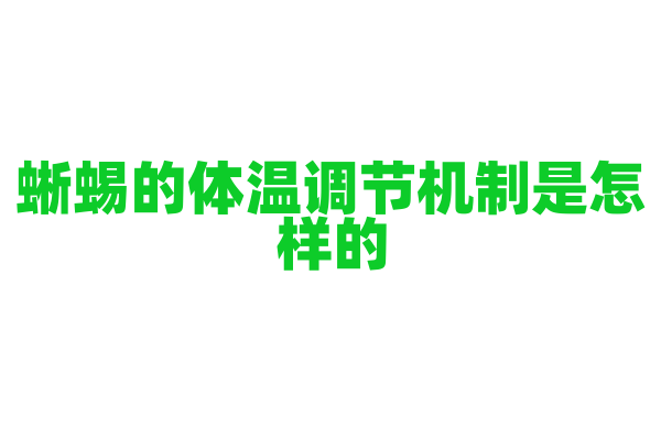 蜥蜴的体温调节机制是怎样的？