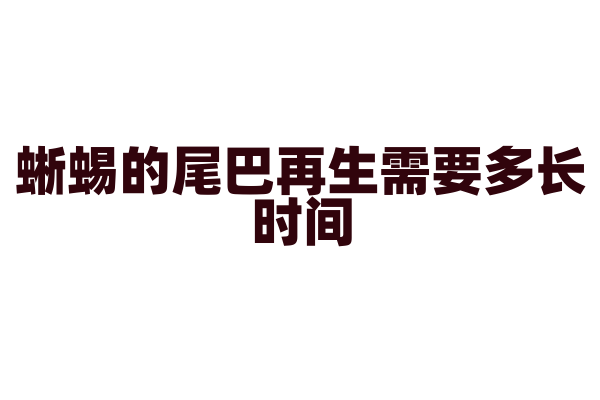 蜥蜴的尾巴再生需要多长时间？