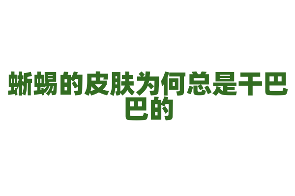 蜥蜴的皮肤为何总是干巴巴的？
