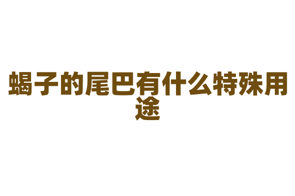 蝎子的尾巴有什么特殊用途?