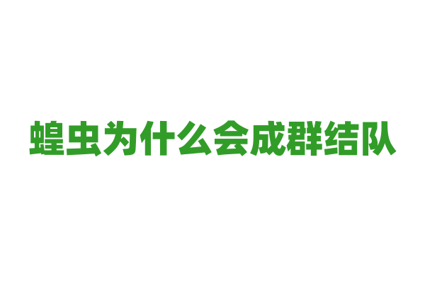 蝗虫为什么会成群结队，它们的群体行为受什么影响？