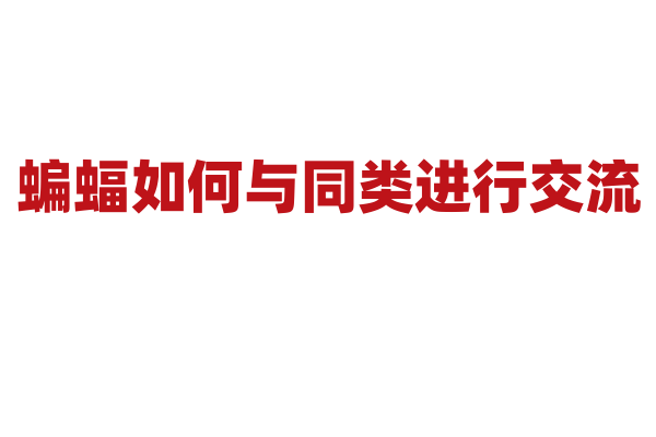 蝙蝠如何与同类进行交流？
