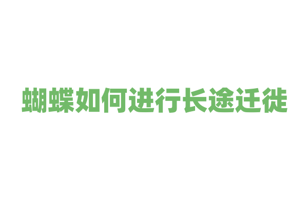 蝴蝶如何进行长途迁徙？
