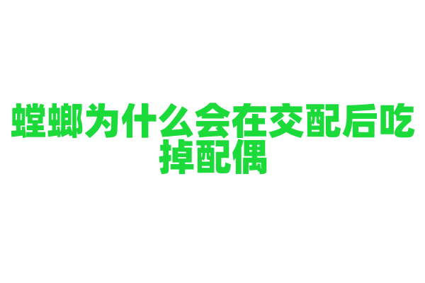 螳螂为什么会在交配后吃掉配偶？