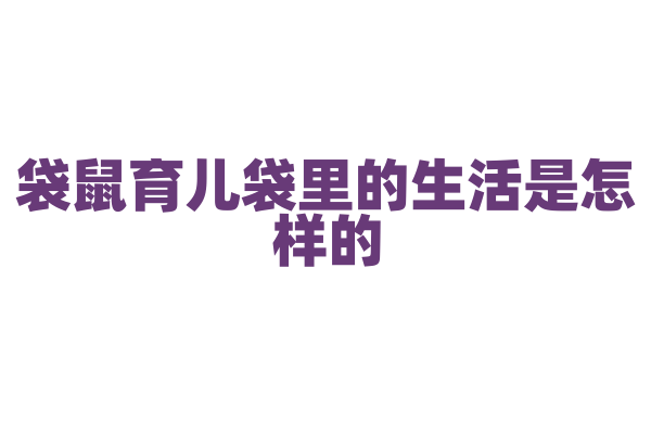 袋鼠育儿袋里的生活是怎样的