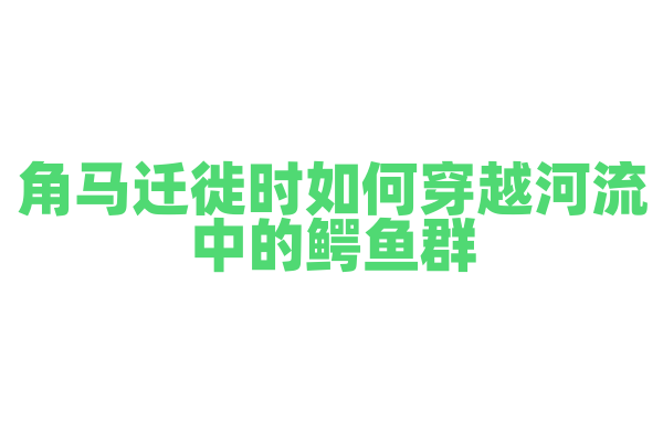 角马迁徙时如何穿越河流中的鳄鱼群？