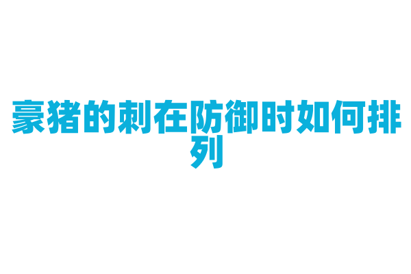 豪猪的刺在防御时如何排列？