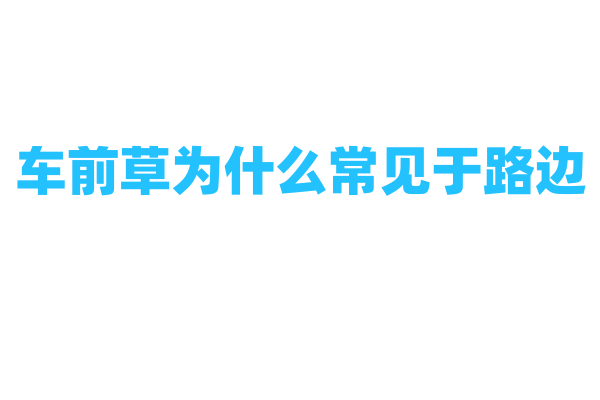 车前草为什么常见于路边，它的生长习性是怎样的？