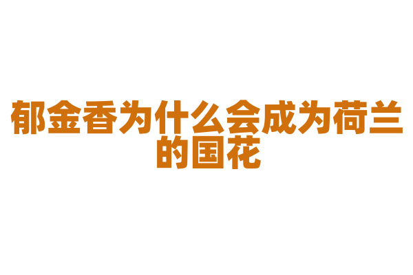 郁金香为什么会成为荷兰的国花，它有什么文化寓意？