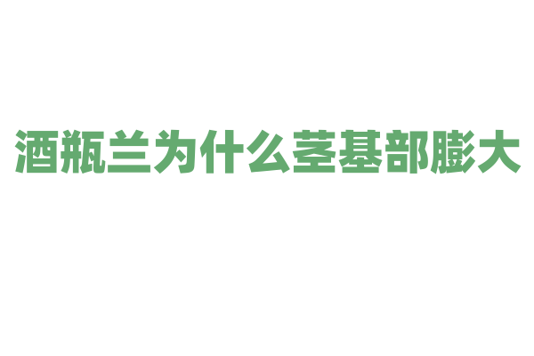 酒瓶兰为什么茎基部膨大，这种独特的形态对它的生长有什么好处？