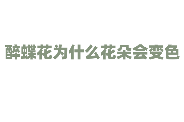 醉蝶花为什么花朵会变色，它的色素代谢和生理调节机制是什么？
