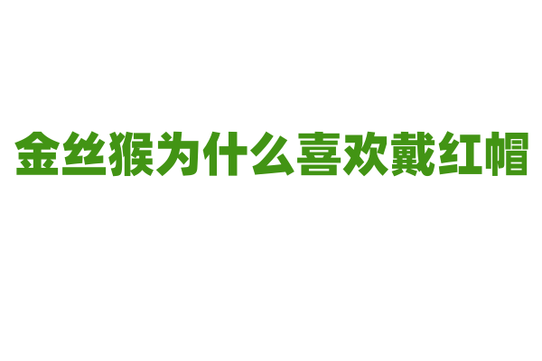金丝猴为什么喜欢戴红帽？