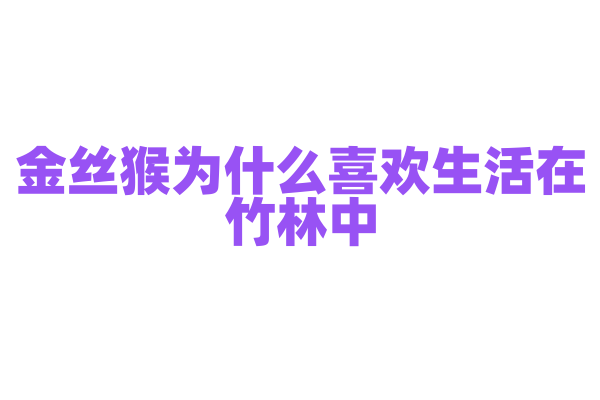 金丝猴为什么喜欢生活在竹林中