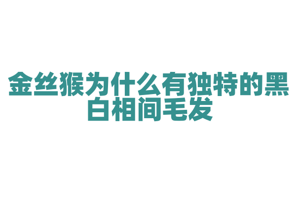 金丝猴为什么有独特的黑白相间毛发？