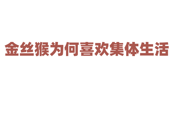 金丝猴为何喜欢集体生活