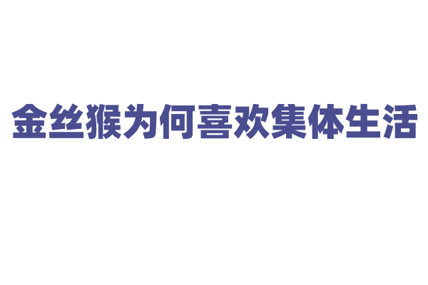 金丝猴为何喜欢集体生活？
