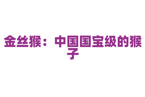 金丝猴：中国国宝级的猴子