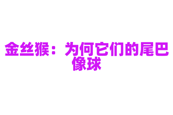 金丝猴：为何它们的尾巴像球？