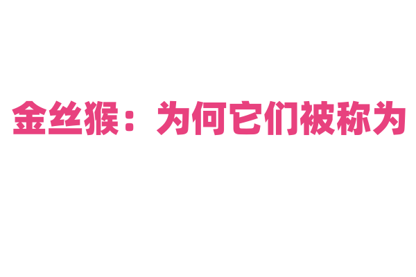 金丝猴：为何它们被称为“灵长类动物中的大熊猫”？