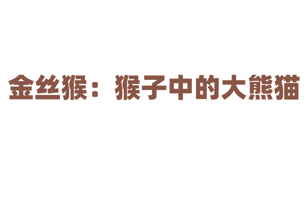 金丝猴：猴子中的大熊猫