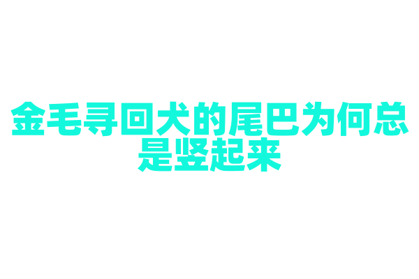 金毛寻回犬的尾巴为何总是竖起来？