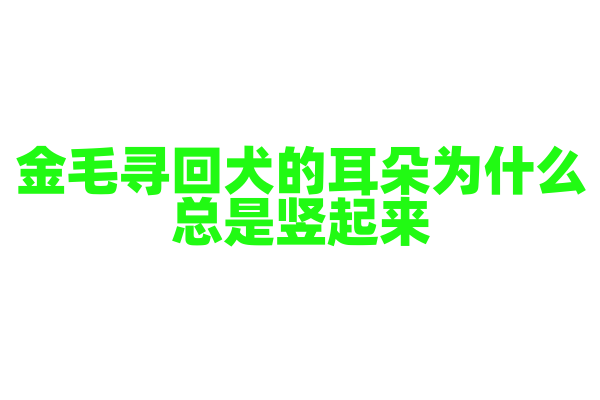 金毛寻回犬的耳朵为什么总是竖起来？