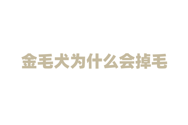 金毛犬为什么会掉毛
