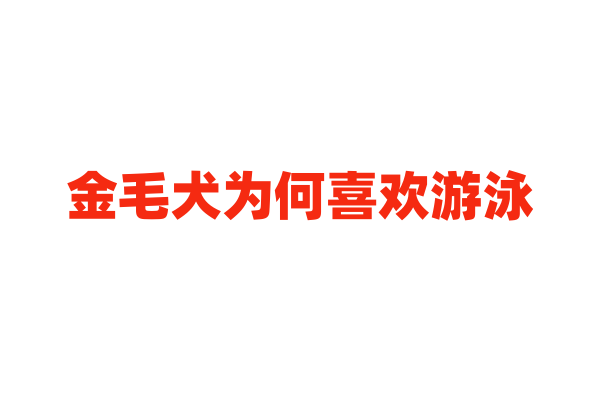 金毛犬为何喜欢游泳？