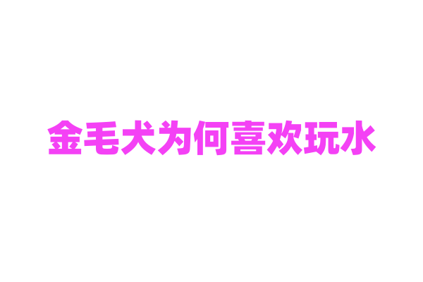金毛犬为何喜欢玩水？